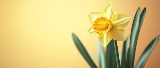 Fototapeta premium 1 daffodil flower over yellow panorama texture; unusual spring background