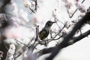 春の兆し