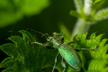 Close-up of a vibrant green weevil perched on a leaf in a lush garden during a sunny afternoon