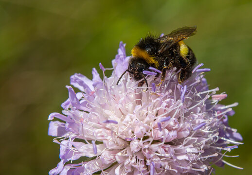 Bumble bee sitting on a thistle flower, closeup. Front view. Genus species Bombus