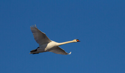 Obraz premium Mute swan Cygnus olor in flight with blue skies in the background