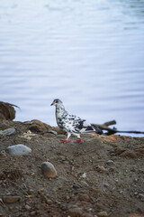 a group of doves on the edge of the lake. Pigeon. Birds looking for food.