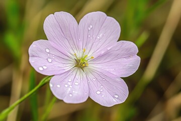 Fototapeta premium A Stunning Closeup of a Delicate Pink Wildflower with Morning Dew Drops