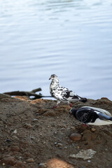 a group of doves on the edge of the lake. Pigeon. Birds looking for food.