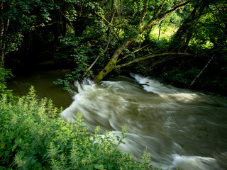 Tree in the stream at Chaumont, Chaumont-en-Bassigny, Haute-Marne, Grand Est region, France