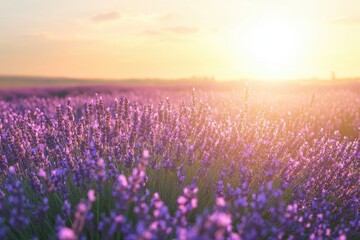 Fototapeta premium Golden light illuminates a field of lavender swaying gently in the breeze, creating a serene and tranquil scene.