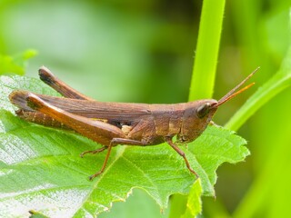 brown grasshopper on leaf with blurry background