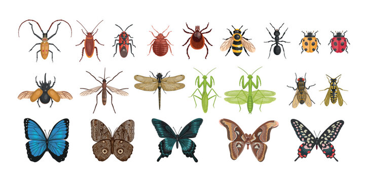 Spotted mango borer (batocera numitor). Realistic beetle with long antennae. Vector