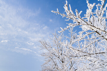 雪が積もった樹木と青空のコントラスト

