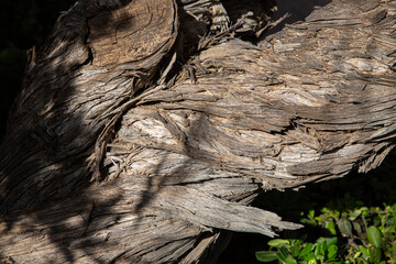 Detalle de tronco de árbol seco y singular