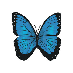 Butterfly black with blue. blue butterfly swallowtail