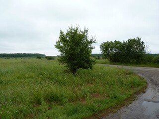 Gravel road curving through a grassy field under an overcast sky, with trees in the distance.