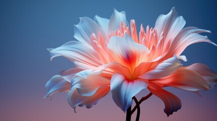 Fototapeta premium A Delicate Pink and White Flower Against a Gradient Blue and Pink Background