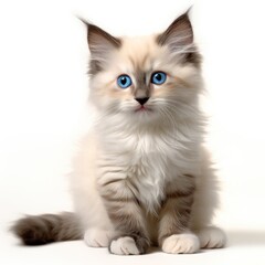 A Fluffy White and Brown Kitten with Blue Eyes Sitting on a White Background