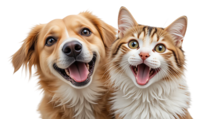 close up, Portrait of Happy dog and cat that looking at the camera together isolated on transparent background, friendship between dog and cat