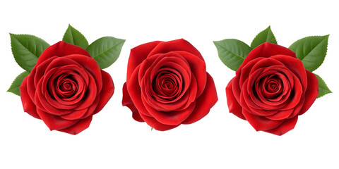 Three Different Styles of Red Rose in Full Bloom on White for Fresh and Elegant Botanical Photography, Cut Out