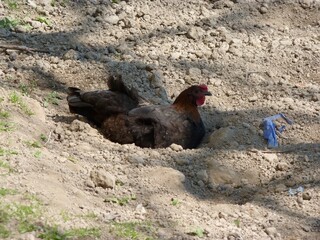 Dark chicken dust bathing in a sunny patch of dirt, surrounded by rocks and sparse grass.