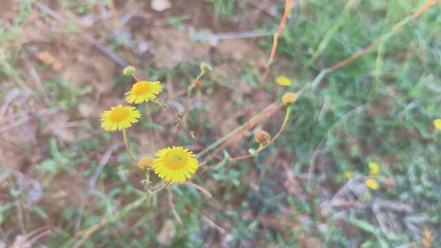 Natural closeup on a yellow meadow false fleabane