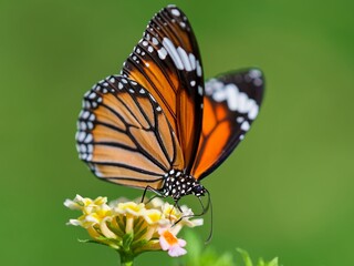 monarch butterfly on a flower