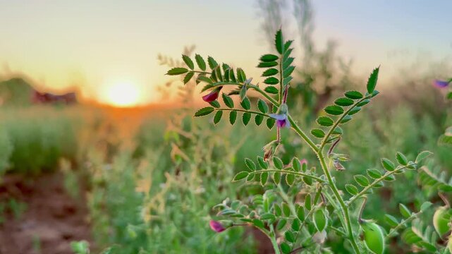 close up of Chickpeas plant showing its pod and flower, chana plant in the field at the sunrise,