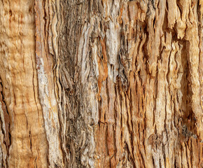 Close up of stringybark eucalyptus tree bark showing natural wood grain texture