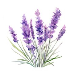 Naklejka premium Watercolor Painting of Lavender Flowers in Purple and Green