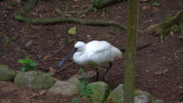 A Black-faced spoonbill (Platalea minor) strides through its forested habitat, close up shot of endangered wading bird species.