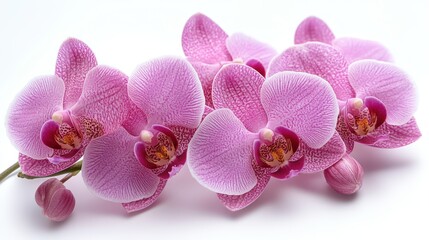pink orchid isolated on white background