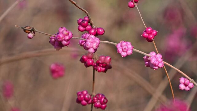 Beautiful pink snowberry berries, close-up. Symphoricarpos, waxberry, ghostberry. Natural background.