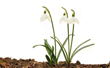 snowdrop flowers (Galanthus nivalis), isolated on white background, copy space