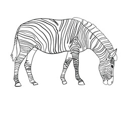 vector illustration of a zebra animal