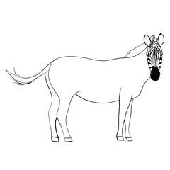 vector illustration of a zebra animal