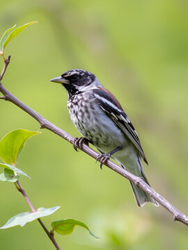 Moineau friquet Passer montanus dans son environnement naturel