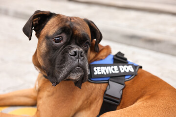Cute service dog in vest on blurred background, closeup