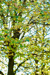 Sunlight filtering through colorful autumn leaves on tree branches