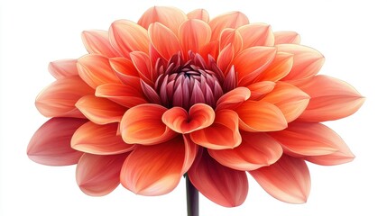 red dahlia isolated,cartoon illustration style