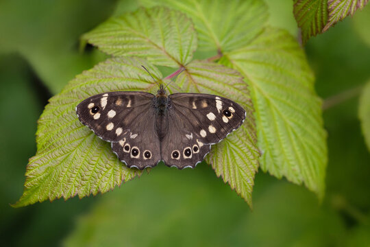 A butterfly sits on a green leaf. Speckled wood, Pararge aegeria. Close-up.