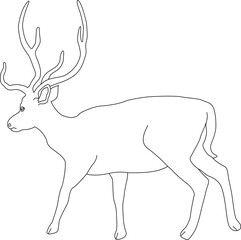 Deer Vector Illustration – Majestic Wildlife Animal in Nature