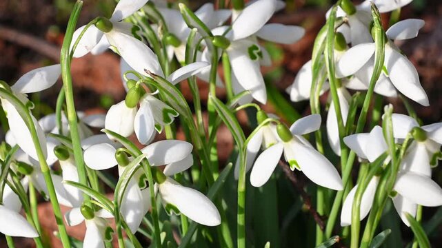 Beautiful white Galanthus flowers sway in the wind. snowdrop. First spring flowers. The coming of spring.