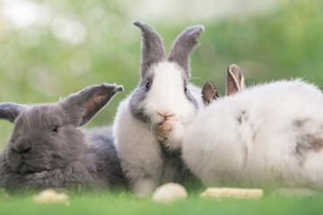 bunny Easter fluffy baby rabbit or new born rabbit. baby cute rabbit or new born adorable bunny. Easter Bunny.  Symbol of Easter day.