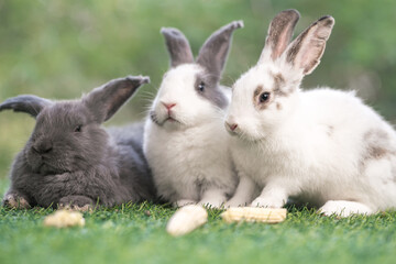 bunny Easter fluffy baby rabbit or new born rabbit. baby cute rabbit or new born adorable bunny. Easter Bunny.  Symbol of Easter day.