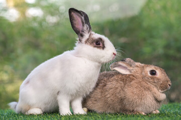 bunny Easter fluffy baby rabbit or new born rabbit. baby cute rabbit or new born adorable bunny. Easter Bunny.  Symbol of Easter day.