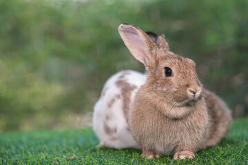 bunny Easter fluffy baby rabbit or new born rabbit. baby cute rabbit or new born adorable bunny. Easter Bunny.  Symbol of Easter day.