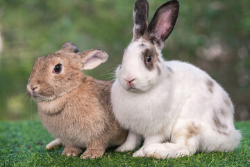 bunny Easter fluffy baby rabbit or new born rabbit. baby cute rabbit or new born adorable bunny. Easter Bunny.  Symbol of Easter day.