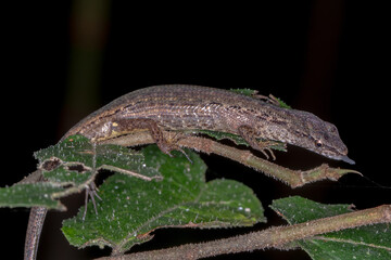 Shadeskink (Saproscincus sp.) Sticking Out Its Tongue