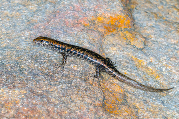 Southern Bar-sided Skink (Concinnia tenuis) - Australian Lizard Photo