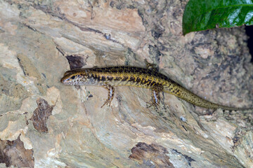 Southern Bar-sided Skink (Concinnia tenuis) - Australian Lizard Macro