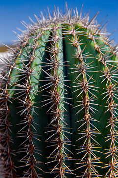 Detalle de un cactus con espinas