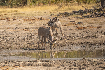 Naklejka premium A wild kudu in the wilderness of Namibia