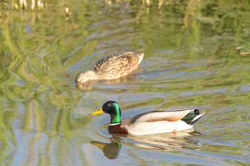 PATO DE COLLAR (Anas Platyrhynchos)